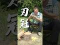 最小！薪割りギア「刃冠」クサビで極太薪を真っ二つに！【気持ちいい】【キャンプ新製品】