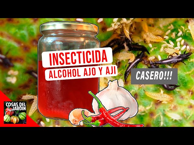 Extracto de ajo: Un poderoso ingrediente para ponerle fin a las plagas, así  lo puedes hacer