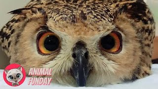 Cute OWL Compilation 🦉😆 Funny OWL Moments 🤣 Animal Funday