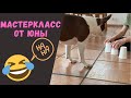 играем с собакой | Бостон Терьер | собака ищет вкусняшки