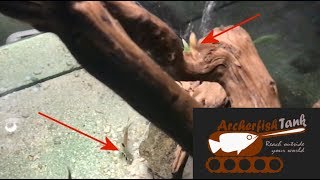 Archerfish Shoots Shrimp From 24Cm