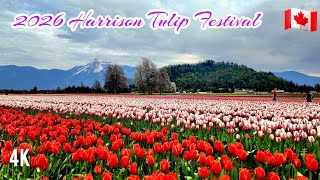 🇨🇦  [4K] 🌞🌷🌷🌷 2026 Harrison Tulip Festival, BC, Canada