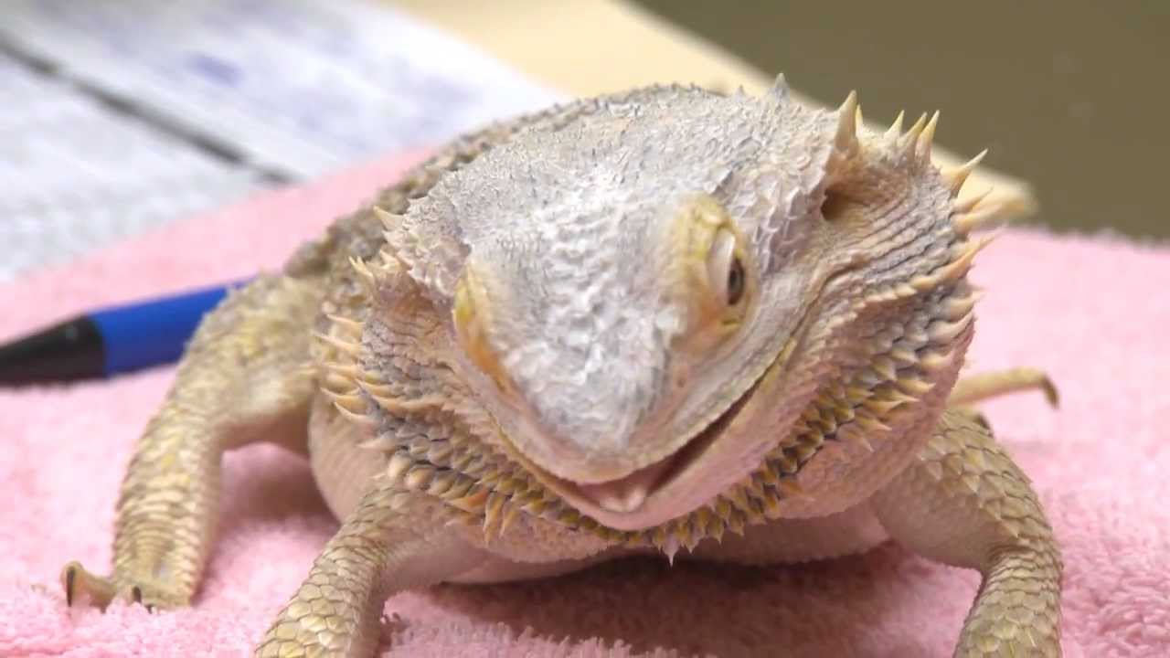 bearded dragons exotic pets