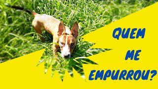 PINSCHER PITBULL MALU BRINCANDO - ela faz cada uma...