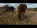 Vacas en realidad virtual | VR experience #90