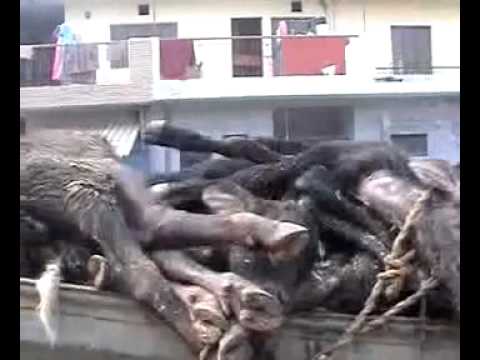 The Truth behind Milk Production - Horrors in Dairy Industry - Lets prevent sufferings of animals
