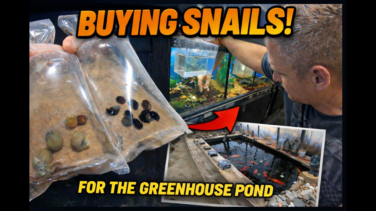Adding Snails to Our Greenhouse Pond 🐌🌿Improving the  Pond Ecosystem