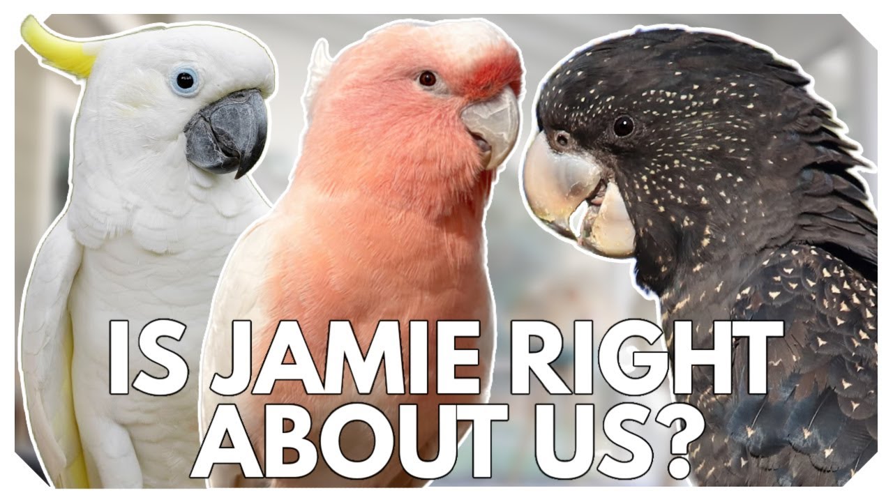 Ошибался ли я насчет какаду?