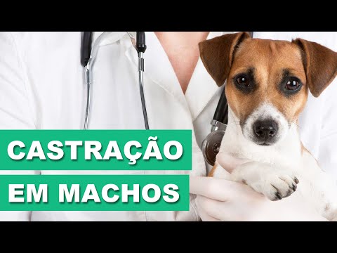 Vídeo: Como Castrar Um Cachorro