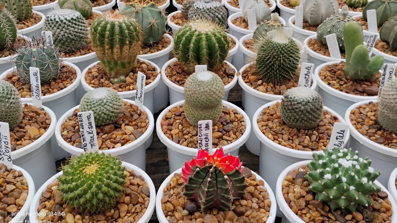 Mais replantes por aqui tá ficando lindo #suculentascactos#cactosesuculentas morenaflor e cactos 🌵