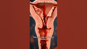 How the Menstrual Cycle Really Works #menstruation  #female  #pregnant