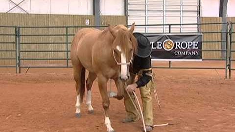 Horse Training - Proper Technique to Laying Your Horse Down