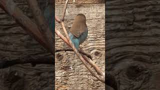 Red-cheeked Cordon-bleu Female – Exploring the Branches 🌿🐦