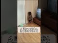 人見知りを発動し壁になった少女  #baby #人見知り #忍者 #実況ベイビー #赤ちゃん