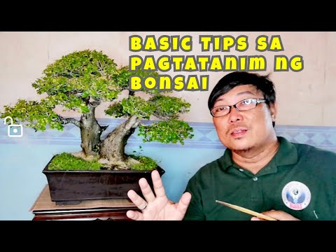 Video: Ficus bonsai: pagtatanim sa bahay