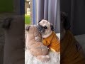 A Song Dedicated to Pugs 🐶✨ #dog #shorts #pug (Song by Pug Donut)