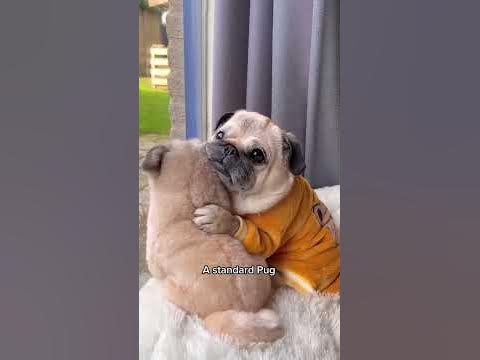 A Song Dedicated to Pugs 🐶 #dog #shorts #pug (Song by Pug Donut) - YouTube