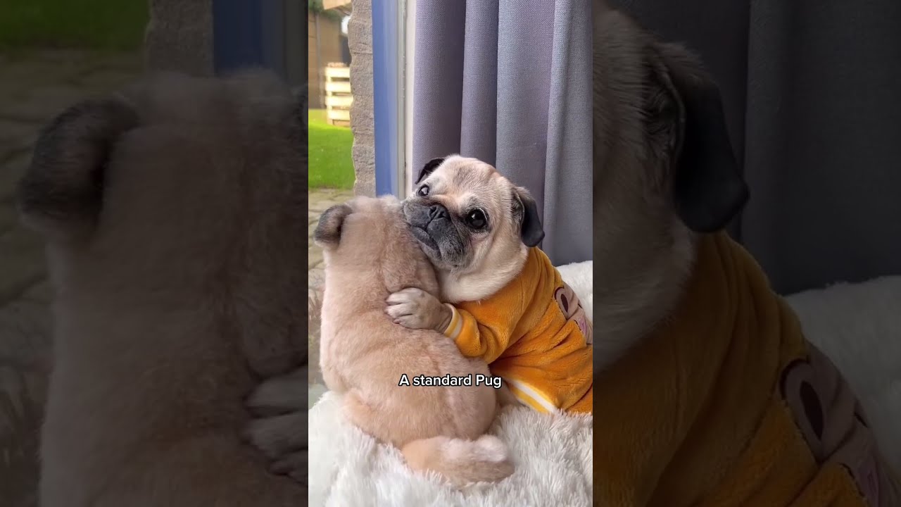 A Song Dedicated to Pugs   dog  shorts  pug Song by Pug Donut