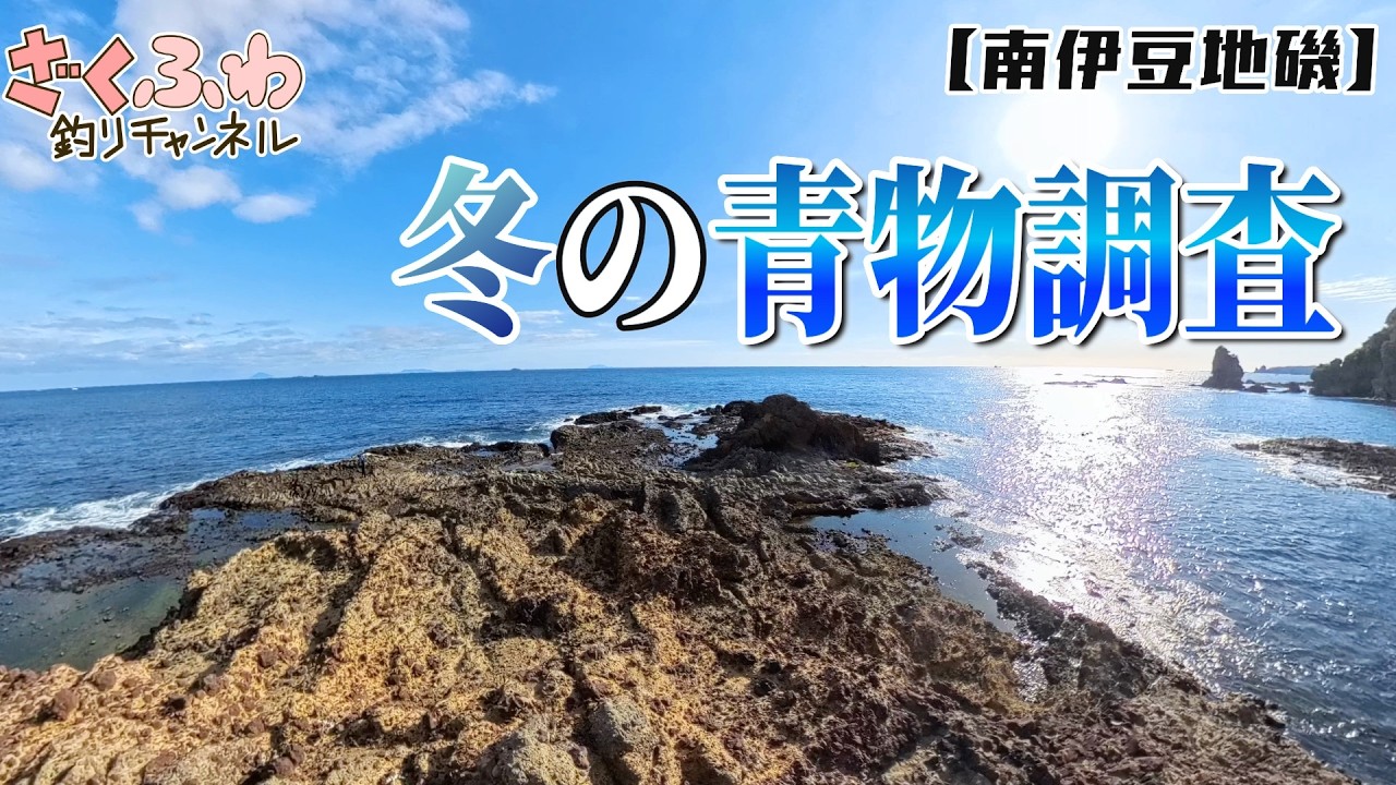 久しぶりの南伊豆でヒラスズキ＆青物調査!!カゴ釣りとライトゲームにもチャレンジ!!【ロックショア】【ショアジギング】【釣場調査】