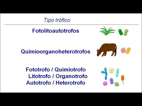 Vídeo: Diferencia Entre Quimioorganotrofos Y Quimiolitotrofos