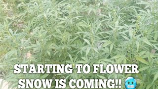 Two weeks Into Flower! Greenhouse Grow Winter 2021! Big Storm Coming Male Pollen Sacks
