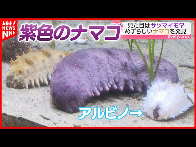Amakusa fisherman discovers 
