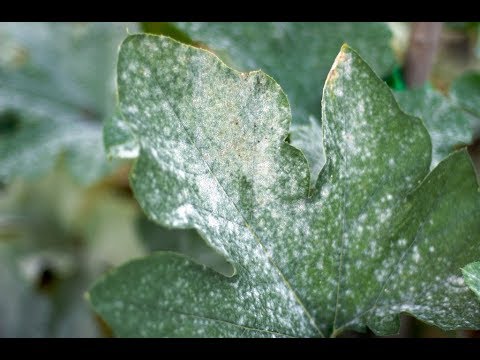 فيديو: ما الذي يسبب البقع البيضاء على نبات اليشم - لماذا توجد بقع بيضاء على نبات اليشم الخاص بي