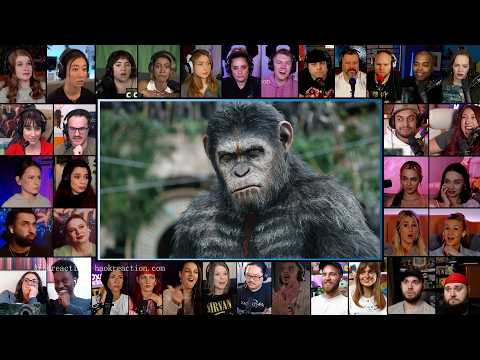 Apes Do Not Want War Scene | Dawn of the Planet of the Apes (2014) Reaction Mashup
