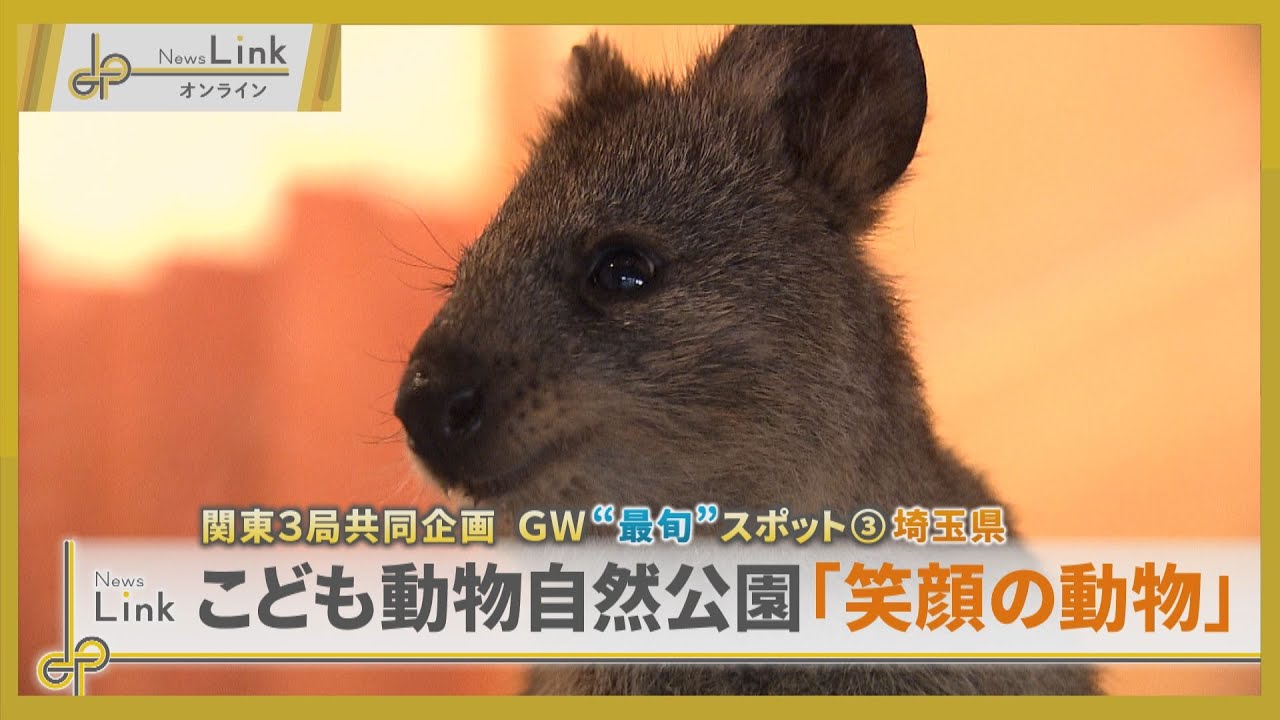 【GW”最旬”おでかけスポット】埼玉県・こども動物自然公園の「笑顔の動物」クオッカ【News Linkオンライン】