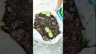 Growing Vegetable||Cucumber,petchay &WaterMelon