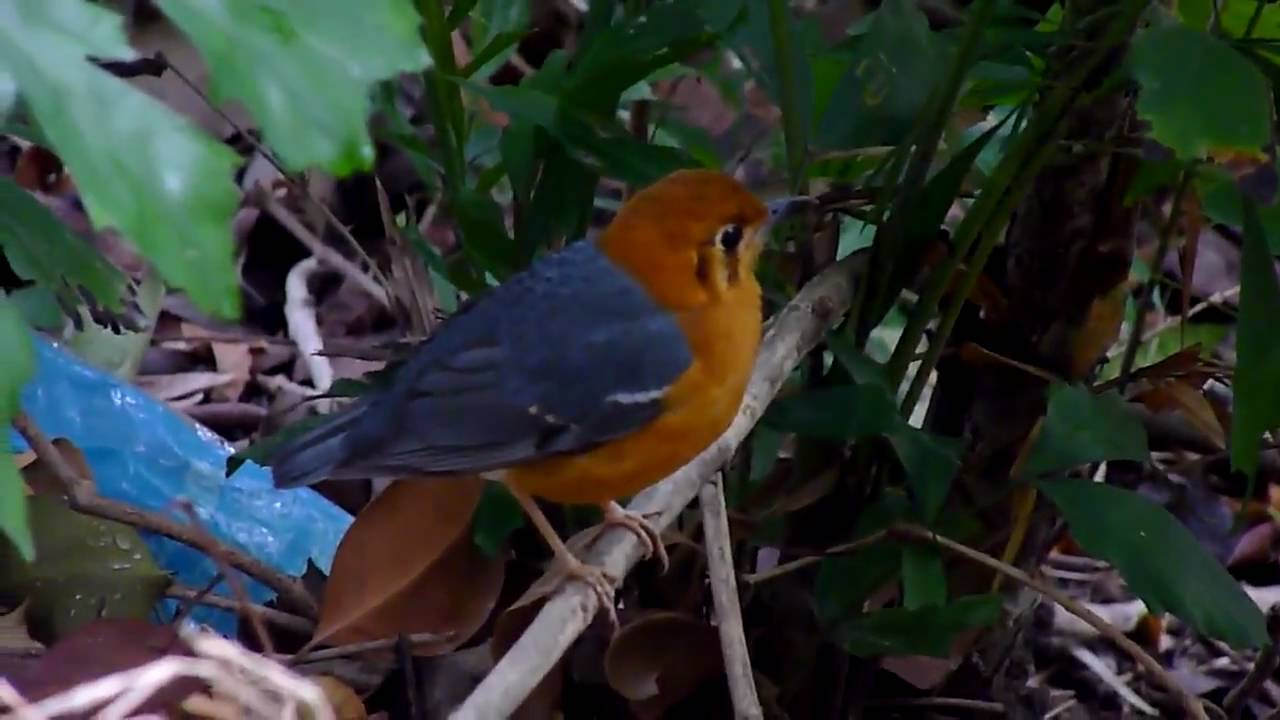 橙頭地鶫 Orange-headed Thrush 