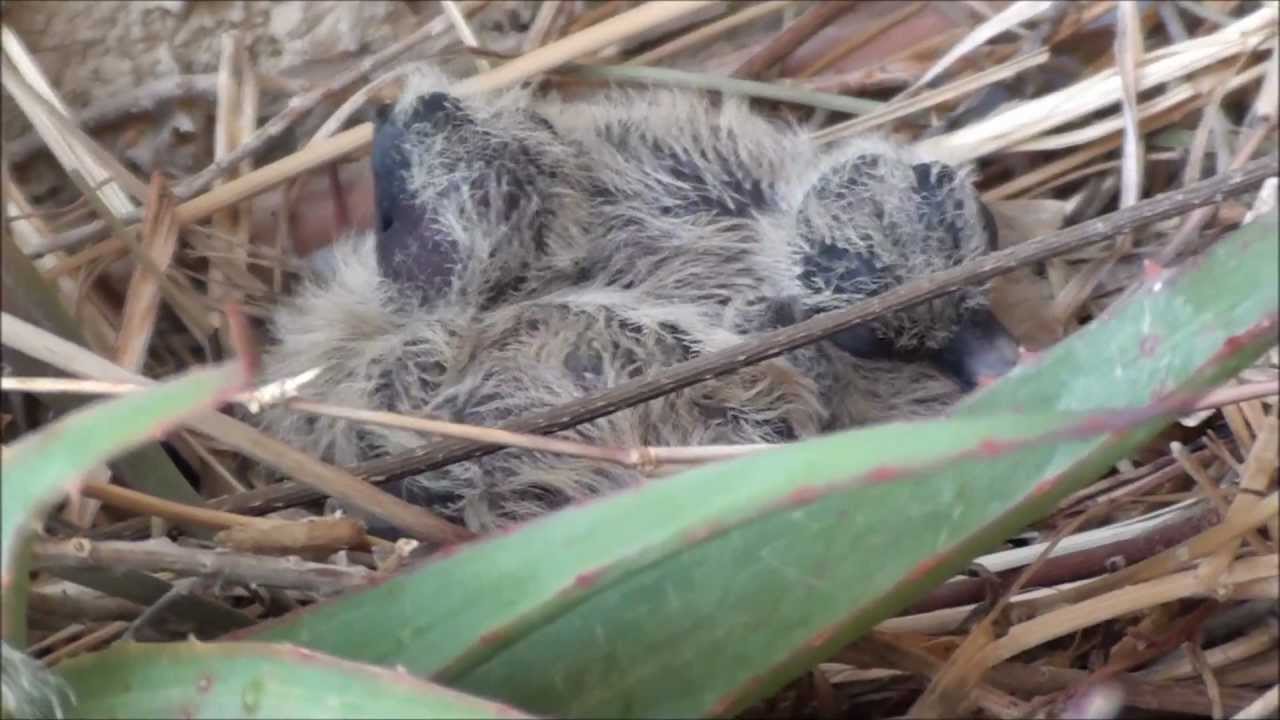 newborn dove