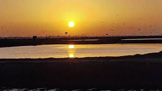 اعداد هائلة من طيور النورس وقت الغروب