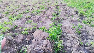 Chisel Plowing Clover