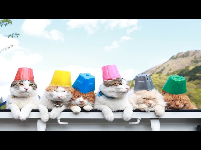 苗ポット のせ猫 2025 250618 - YouTube