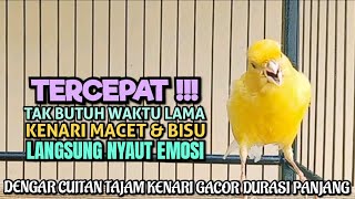 TERCEPAT‼Tak Butuh Waktu Lama Kenari Macet & Bisu LANGSUNG Nyaut Dengar Cuitan Tajam GACOR Emosi