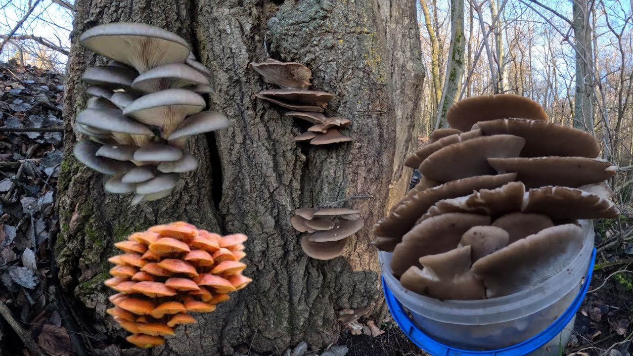 Збір грибів у грудні – багато Гливи та Опеньок | Зимові Гриби