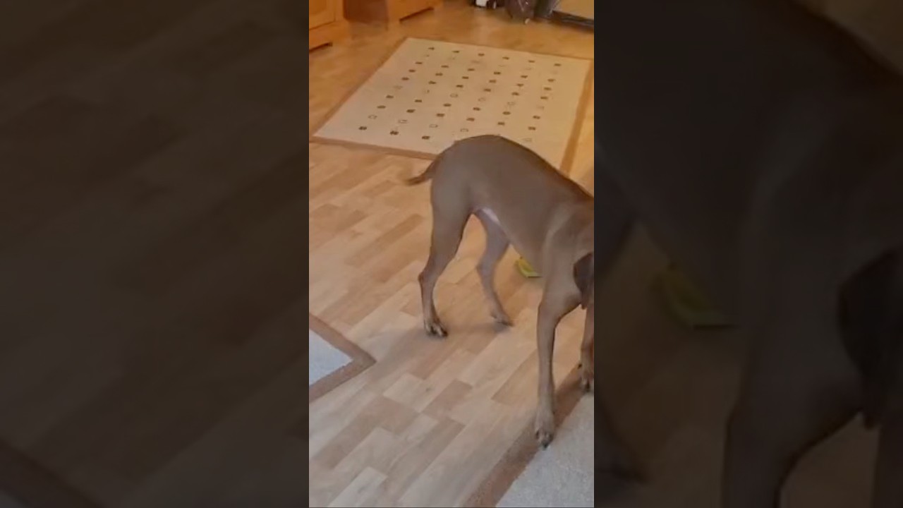 #dog #tiere #funny #hund #haddaway