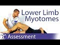Myotomes Lower Limb | Peripheral Neurological Examination