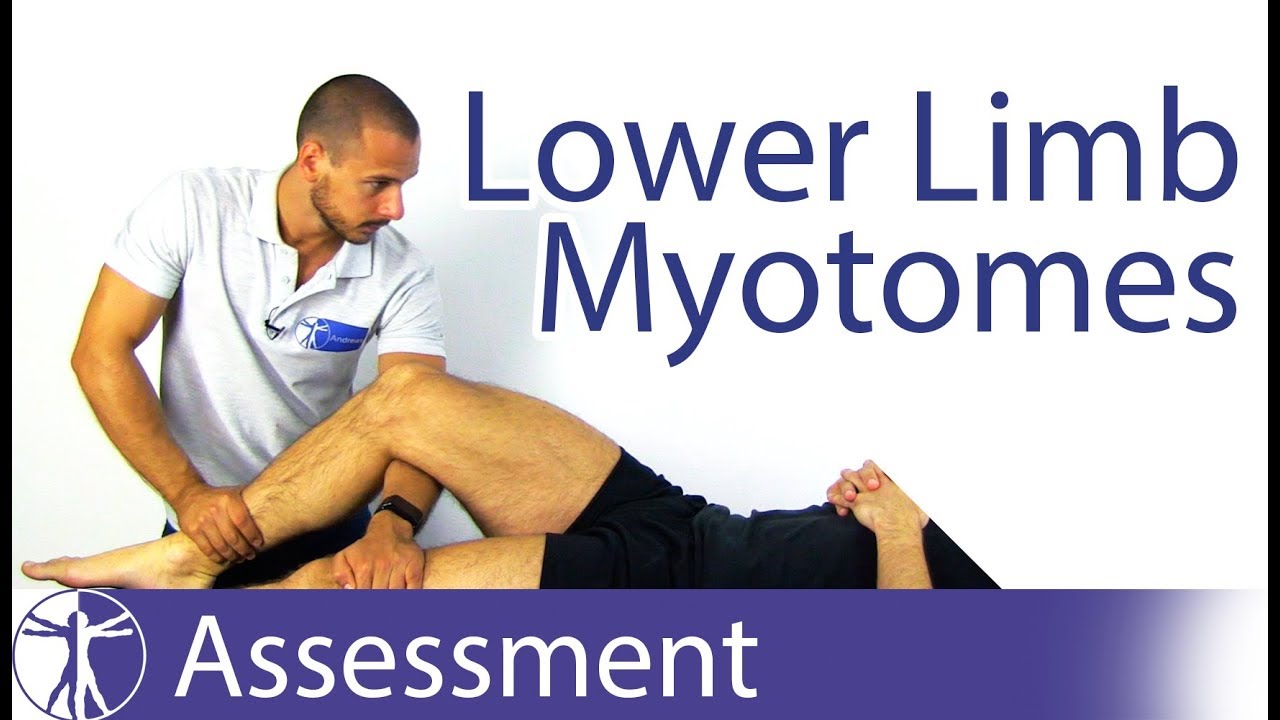 Myotomes Lower Limb Chart