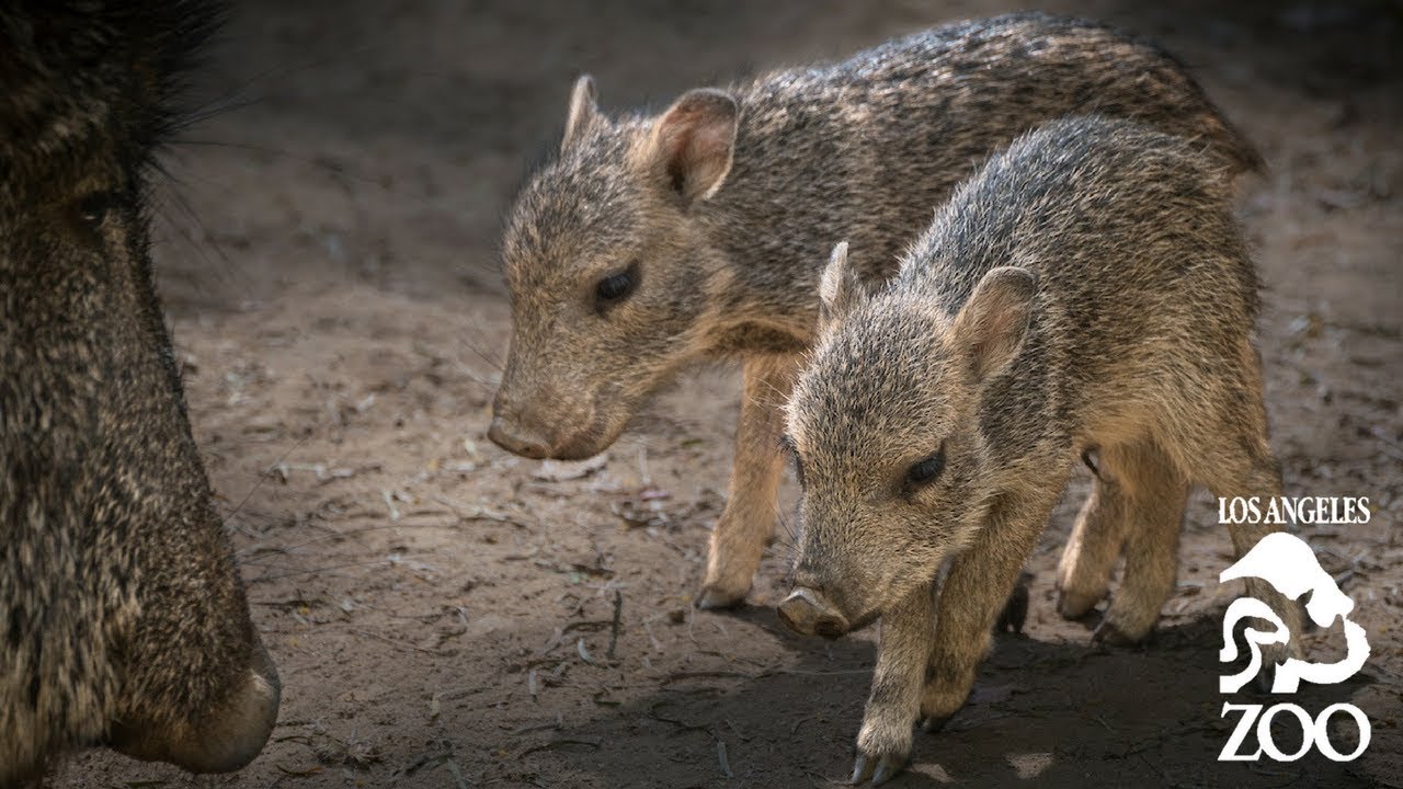 Chacoan Peccary Babies at the L.A. Zoo