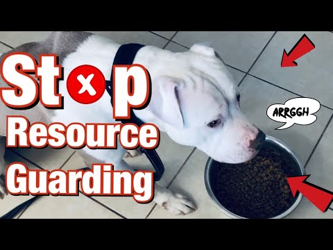 Vidéo: Chien arrêté de manger mais protège Food Bowl par Growling