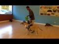 Dog Training Chicago Suburbs (847) 836-2111 Dog Training Chicago Suburbs (847) 836-2111