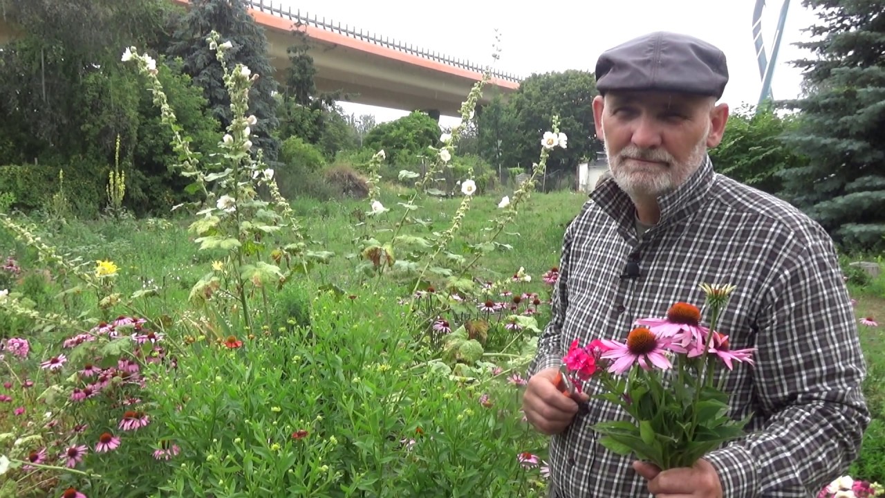Kiedy przyciąć byliny?