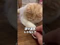 ç«ã«ãã¬ã¹ã¬ããããã¬ãŒã³ãããŠã¿ãããŸããã®ããšãèµ·ãããŸããããããšããã#Shorts