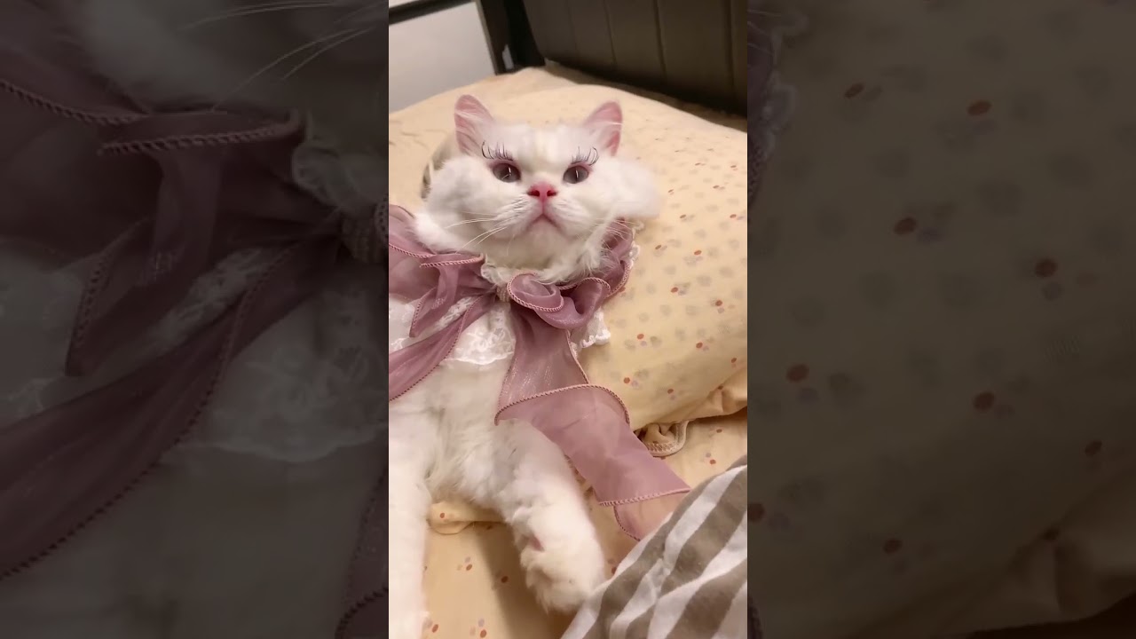 Feline Fabulashes: Cats' Cutest Lash Makeovers That Will Melt Your Heart! 😻💄