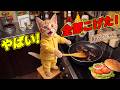ここにゃんが家でハンバーガー作りに挑戦した結果がヤバすぎた!?🍔🔥