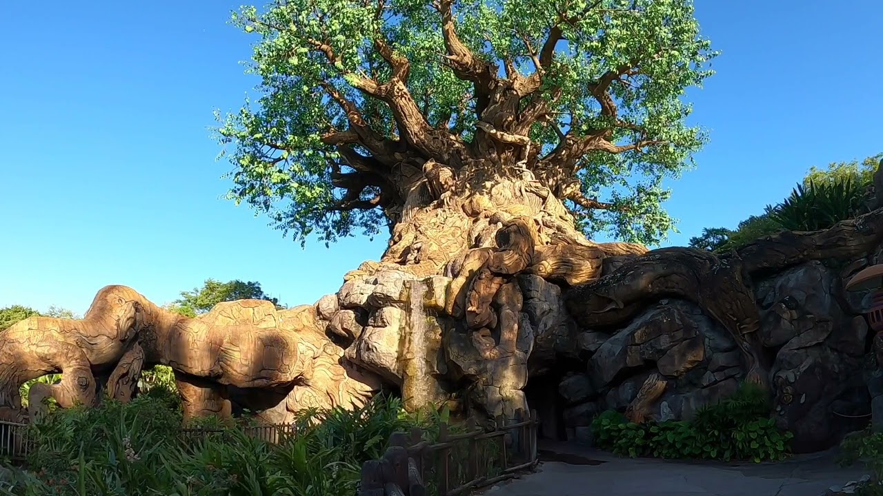 ONE HOUR of The Tree of Life at Disney's Animal Kingdom