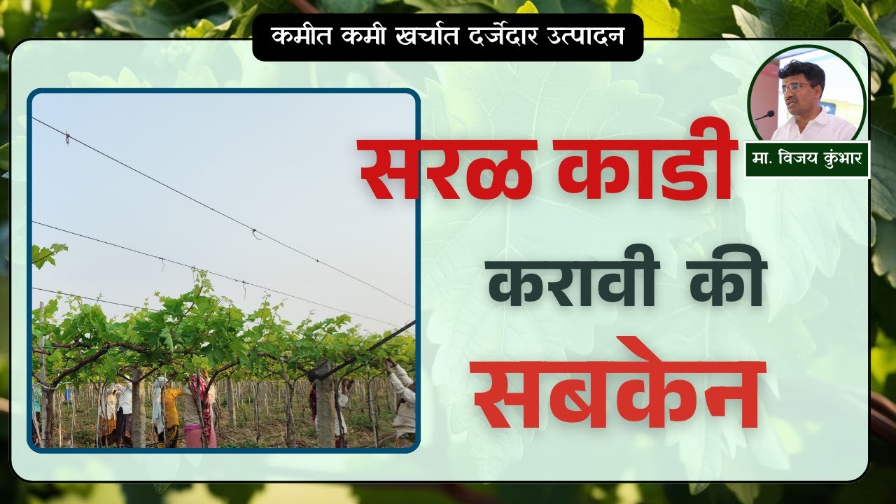 द्राक्ष बागेत सरळ काडी करावी कि सबकेन ? | फायदे - तोटे |@VijayKumbharYashAgroLab  #द्राक्षे #grape