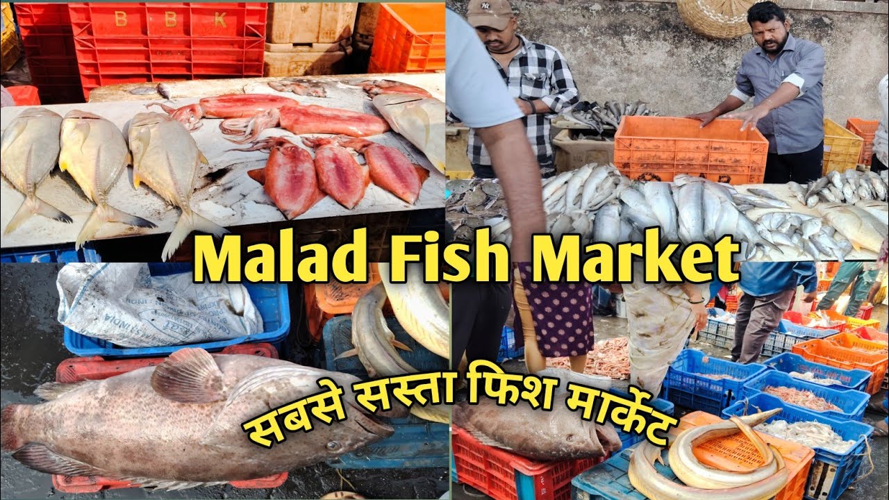 मुंबई का सबसे सस्ता मच्छी मार्केट ||Malad Fish Market Price & Quality Update 2026 #maladfishmarket​